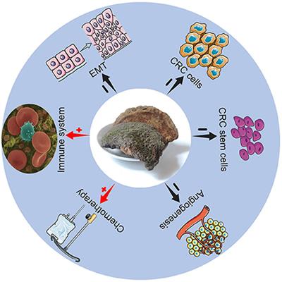 The treatment effects of Trametes Robiniophila Murr against colorectal cancer: A mini-review